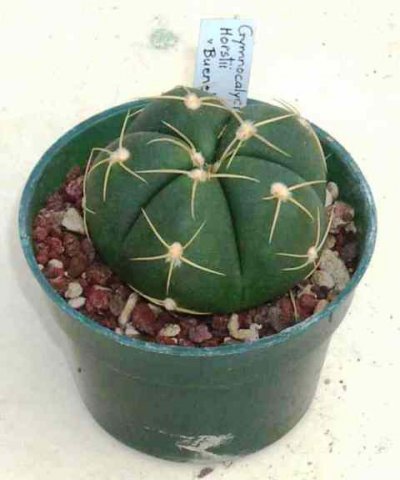 Gymnocalycium_horstii